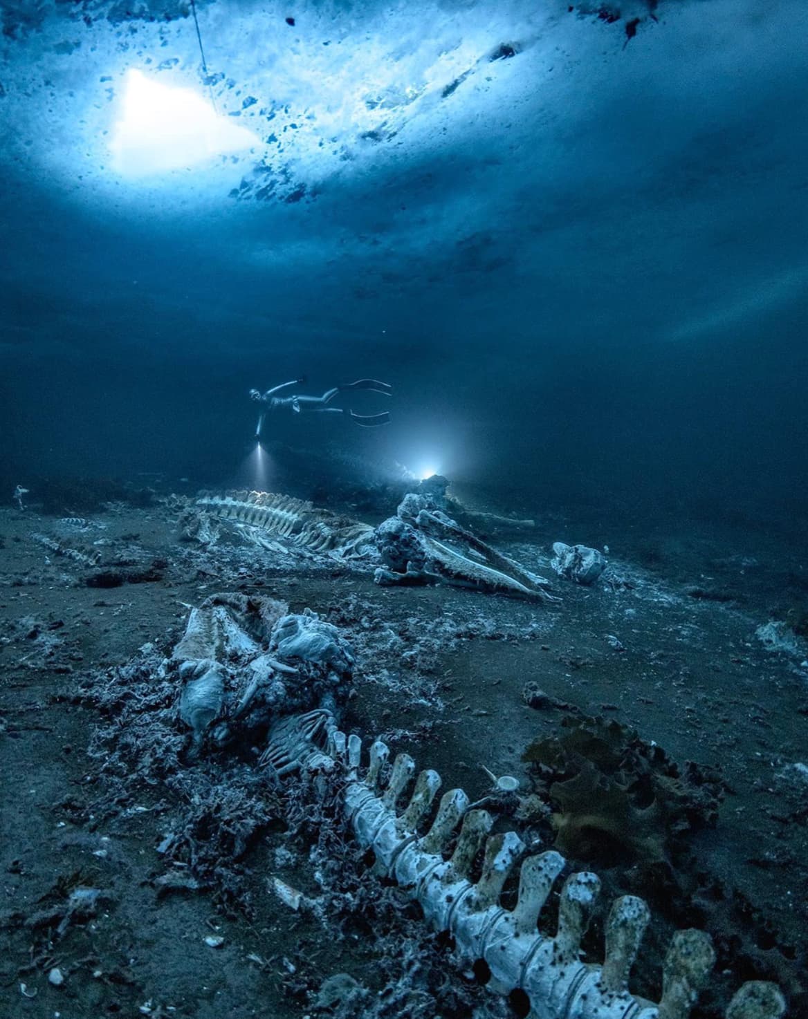 whale graveyard underwater -